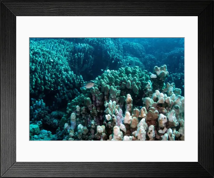 Framed Print : Reefs bleaching and dying, sea warming in Red Sea near Marsa Alam, Egypt Framed Print : Reefs bleaching and dying, sea warming in Red Sea near Marsa Alam, Egypt