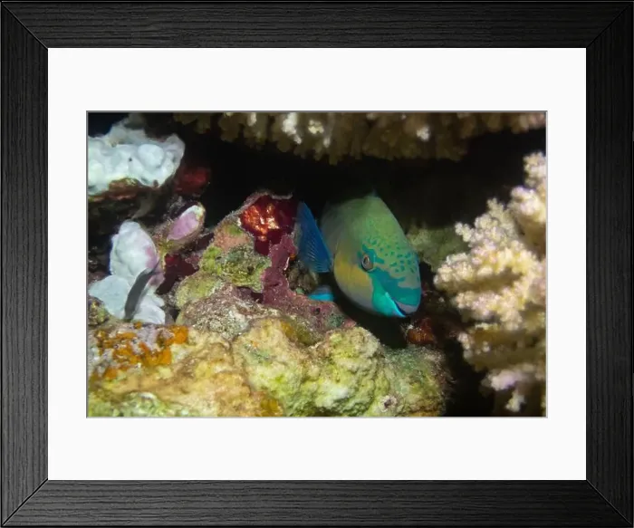 Framed Print : Rusty parrotfish in Red Sea near Marsa Alam, Egypt Framed Print : Rusty parrotfish in Red Sea near Marsa Alam, Egypt