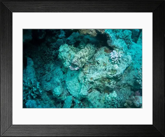 Framed Print : Reefs bleaching and dying, sea warming in Red Sea near Marsa Alam, Egypt Framed Print : Reefs bleaching and dying, sea warming in Red Sea near Marsa Alam, Egypt