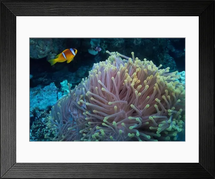 Framed Print : Red Sea clownfish in Red Sea near Marsa Alam, Egypt Framed Print : Red Sea clownfish in Red Sea near Marsa Alam, Egypt