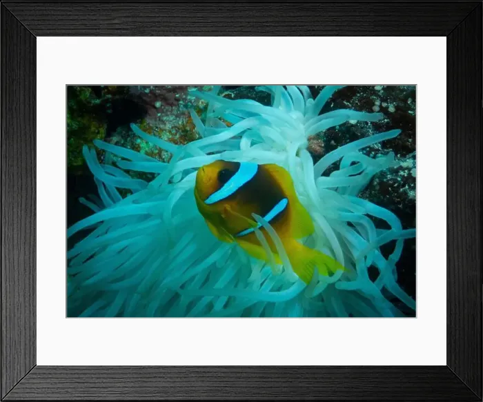 Framed Print : Red Sea clownfish in Red Sea near Marsa Alam, Egypt Framed Print : Red Sea clownfish in Red Sea near Marsa Alam, Egypt