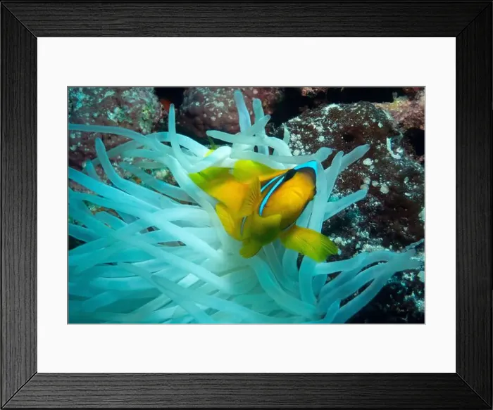Framed Print : Red Sea clownfish in Red Sea near Marsa Alam, Egypt Framed Print : Red Sea clownfish in Red Sea near Marsa Alam, Egypt