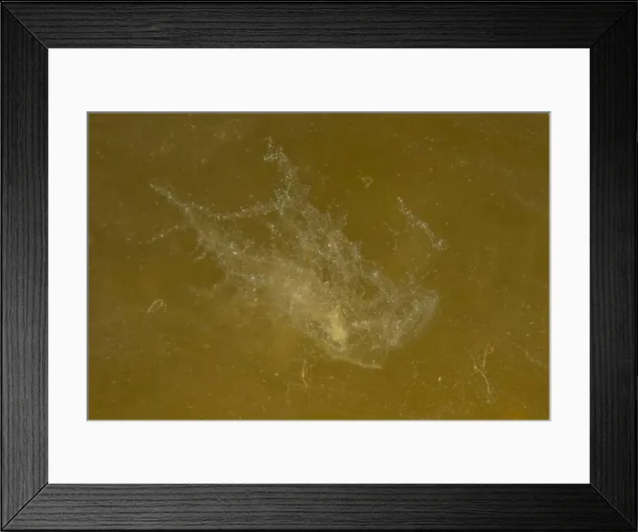Framed Print : Jellyfish in the Red Sea are colorful and beautiful, Eilat Israel Framed Print : Jellyfish in the Red Sea are colorful and beautiful, Eilat Israel