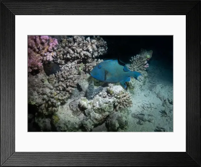 Framed Print : Blue triggerfish in Red Sea near Marsa Alam, Egypt