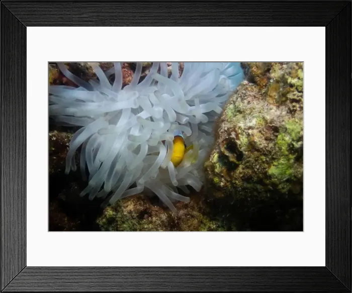 Framed Print : Red Sea clownfish in Red Sea near Marsa Alam, Egypt Framed Print : Red Sea clownfish in Red Sea near Marsa Alam, Egypt