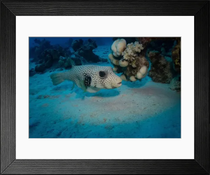 Framed Print : White-spotted puffer in Red Sea near Marsa Alam, Egypt Framed Print : White-spotted puffer in Red Sea near Marsa Alam, Egypt