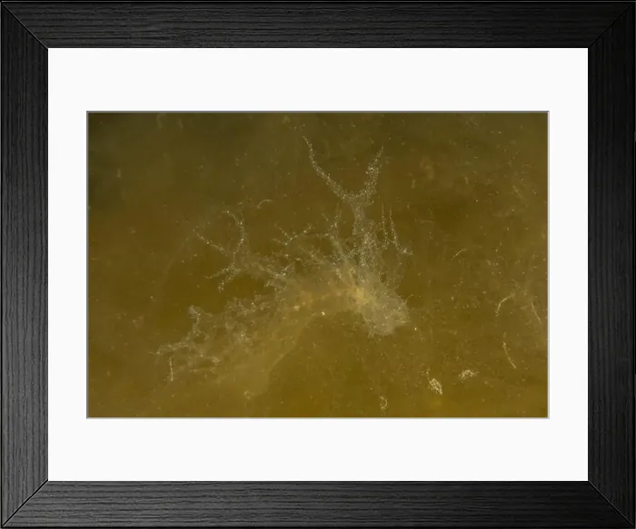 Framed Print : Jellyfish in the Red Sea are colorful and beautiful, Eilat Israel Framed Print : Jellyfish in the Red Sea are colorful and beautiful, Eilat Israel