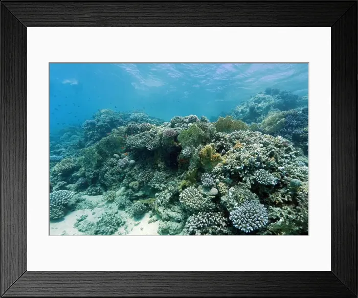 Framed Print : Abu Dabab Coral reef near Marsa Alam, underwater photograph, Red Sea, Egypt Framed Print : Abu Dabab Coral reef near Marsa Alam, underwater photograph, Red Sea, Egypt