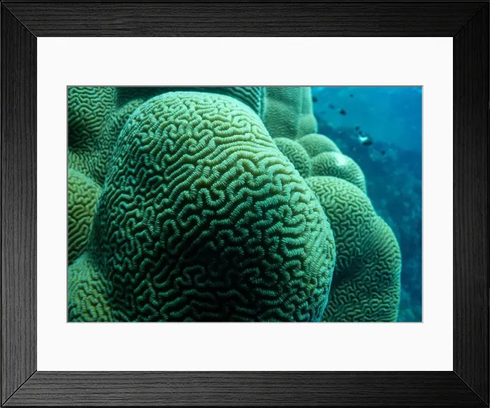 Framed Print : Brain coral in Red Sea near Marsa Alam, Egypt Framed Print : Brain coral in Red Sea near Marsa Alam, Egypt