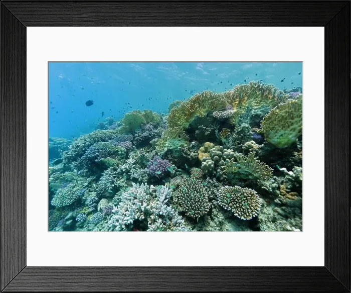 Framed Print : Abu Dabab Coral reef near Marsa Alam, underwater photograph, Red Sea, Egypt Framed Print : Abu Dabab Coral reef near Marsa Alam, underwater photograph, Red Sea, Egypt