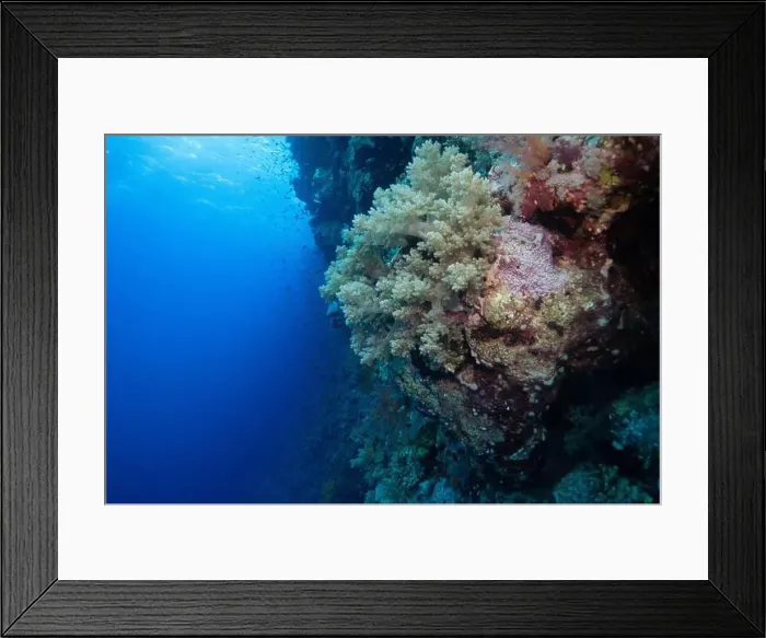 Framed Print : Soft corals on Elphinstone Reef in Red Sea near Marsa Alam, Egypt Framed Print : Soft corals on Elphinstone Reef in Red Sea near Marsa Alam, Egypt