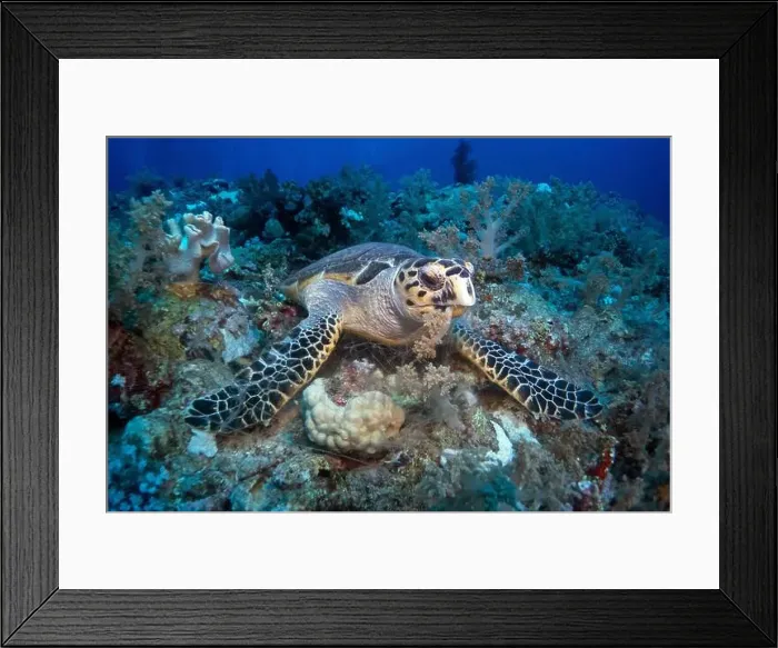 Framed Print : Hawksbill sea turtle feeding on soft coral in Red Sea near Marsa Alam, Egypt Framed Print : Hawksbill sea turtle feeding on soft coral in Red Sea near Marsa Alam, Egypt