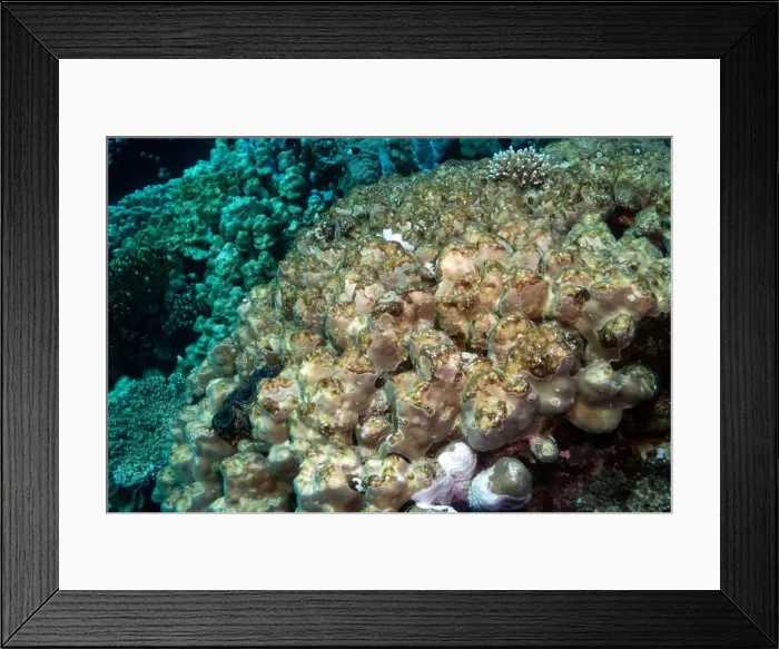 Framed Print : Reefs bleaching and dying, sea warming in Red Sea near Marsa Alam, Egypt Framed Print : Reefs bleaching and dying, sea warming in Red Sea near Marsa Alam, Egypt