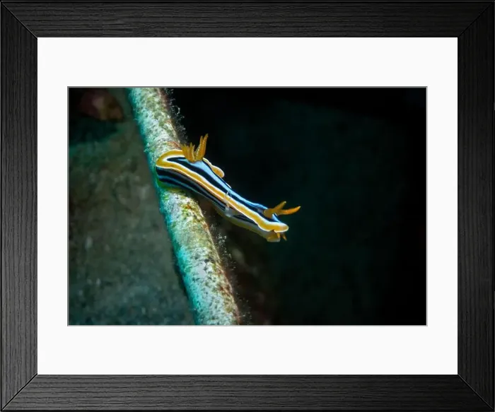 Framed Print : Chromodoris sea slug in Red Sea near Marsa Alam by night, Egypt Framed Print : Chromodoris sea slug in Red Sea near Marsa Alam by night, Egypt