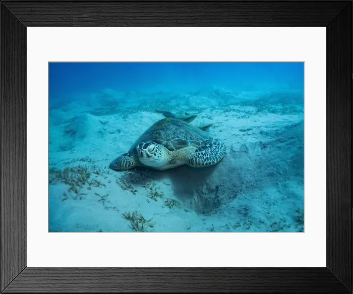 Framed Print : Green sea turtle with white suckerfish in Red Sea near Marsa Alam, Egypt Framed Print : Green sea turtle with white suckerfish in Red Sea near Marsa Alam, Egypt