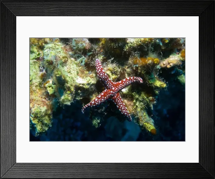 Framed Print : Unusual four-pointed ghardaqa sea star in Red Sea near Marsa Alam, Egypt Framed Print : Unusual four-pointed ghardaqa sea star in Red Sea near Marsa Alam, Egypt