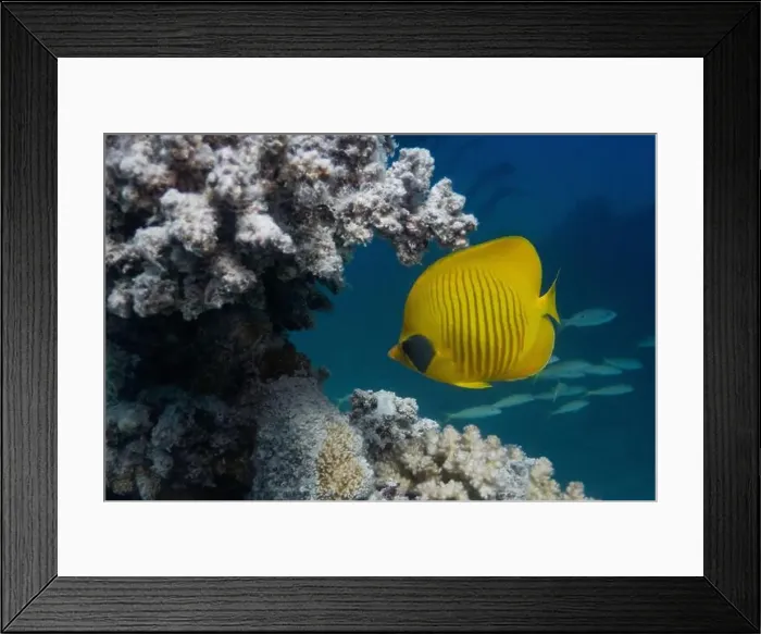 Framed Print : Masked Butterfly Fish in Red Sea near Marsa Alam, Egypt Framed Print : Masked Butterfly Fish in Red Sea near Marsa Alam, Egypt