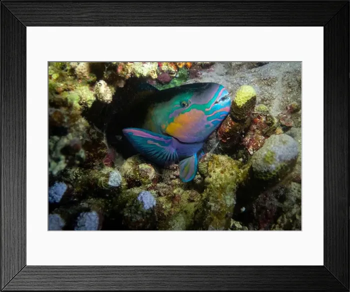 Framed Print : Daisy parrotfish in mucus cocoon, Red Sea near Marsa Alam, Egypt Framed Print : Daisy parrotfish in mucus cocoon, Red Sea near Marsa Alam, Egypt
