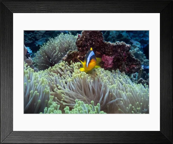 Framed Print : Red Sea clownfish in Red Sea near Marsa Alam, Egypt Framed Print : Red Sea clownfish in Red Sea near Marsa Alam, Egypt
