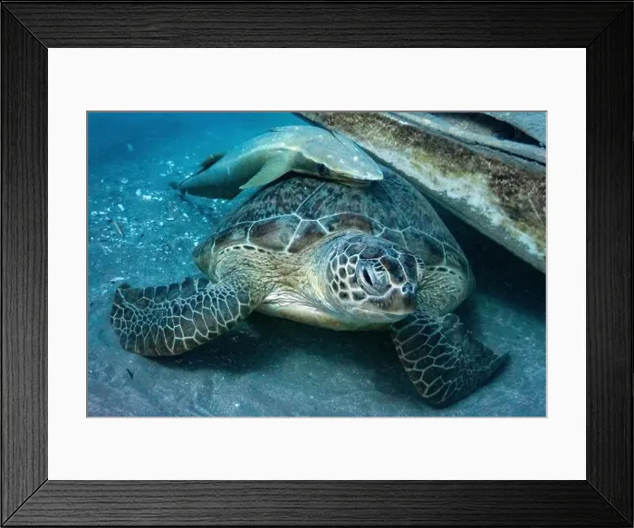 Framed Print : Green sea turtle with white suckerfish in Red Sea near Marsa Alam, Egypt Framed Print : Green sea turtle with white suckerfish in Red Sea near Marsa Alam, Egypt