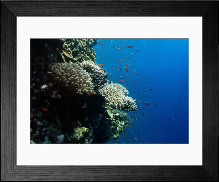 Framed Print : Reefs bleaching and dying, sea warming in Red Sea near Marsa Alam, Egypt Framed Print : Reefs bleaching and dying, sea warming in Red Sea near Marsa Alam, Egypt