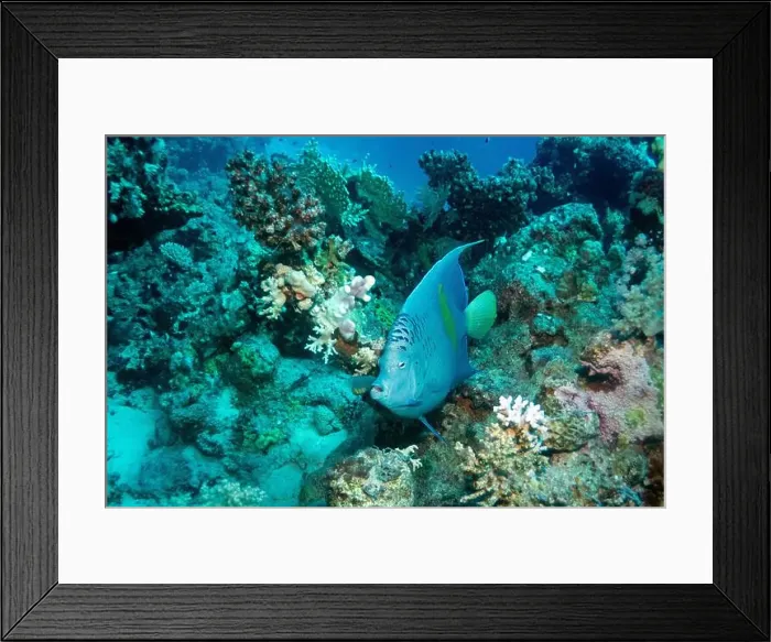 Framed Print : Yellowbar angelfish in Red Sea near Marsa Alam, Egypt