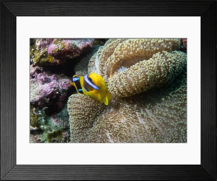 Framed Print : Red Sea clownfish in Red Sea near Marsa Alam, Egypt Framed Print : Red Sea clownfish in Red Sea near Marsa Alam, Egypt