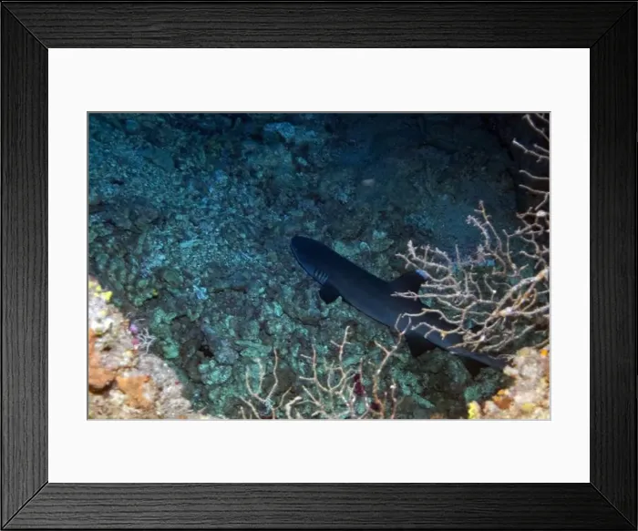 Framed Print : Baby shark - whitetip reef shark in Red Sea near Marsa Alam, Egypt Framed Print : Baby shark - whitetip reef shark in Red Sea near Marsa Alam, Egypt