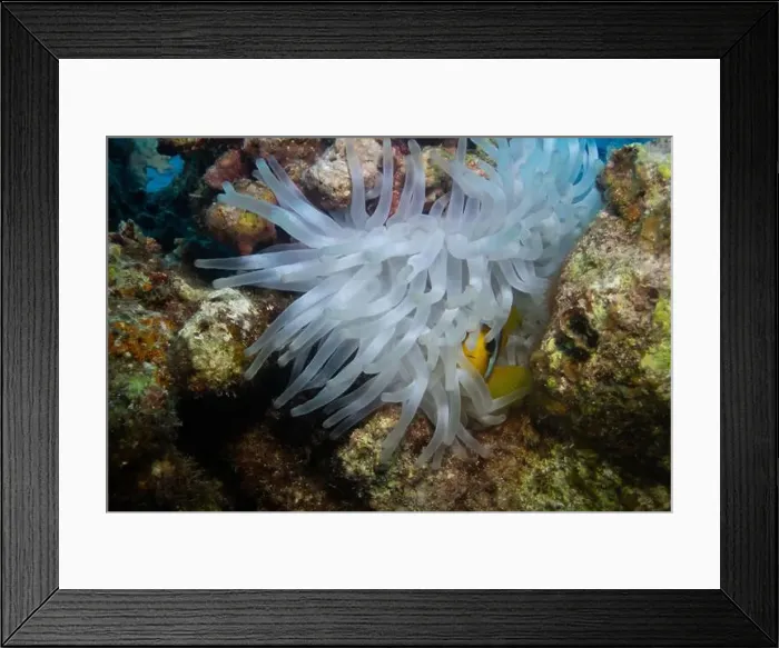Framed Print : Red Sea clownfish in Red Sea near Marsa Alam, Egypt Framed Print : Red Sea clownfish in Red Sea near Marsa Alam, Egypt