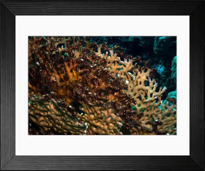 Framed Print : Reefs bleaching and dying, sea warming in Red Sea near Marsa Alam, Egypt Framed Print : Reefs bleaching and dying, sea warming in Red Sea near Marsa Alam, Egypt