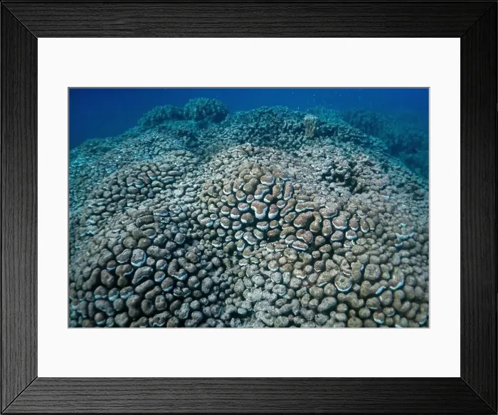 Framed Print : Reefs bleaching and dying, sea warming in Red Sea near Marsa Alam, Egypt Framed Print : Reefs bleaching and dying, sea warming in Red Sea near Marsa Alam, Egypt