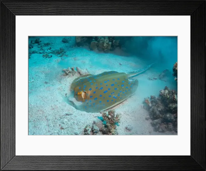 Framed Print : Bluespotted ribbontail ray in Red Sea near Marsa Alam, Egypt Framed Print : Bluespotted ribbontail ray in Red Sea near Marsa Alam, Egypt