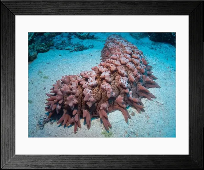 Framed Print : Pineapple sea cucumber in Red Sea near Marsa Alam, Egypt Framed Print : Pineapple sea cucumber in Red Sea near Marsa Alam, Egypt