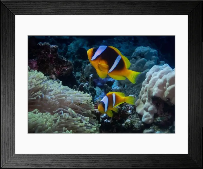 Framed Print : Red Sea clownfish in Red Sea near Marsa Alam, Egypt Framed Print : Red Sea clownfish in Red Sea near Marsa Alam, Egypt