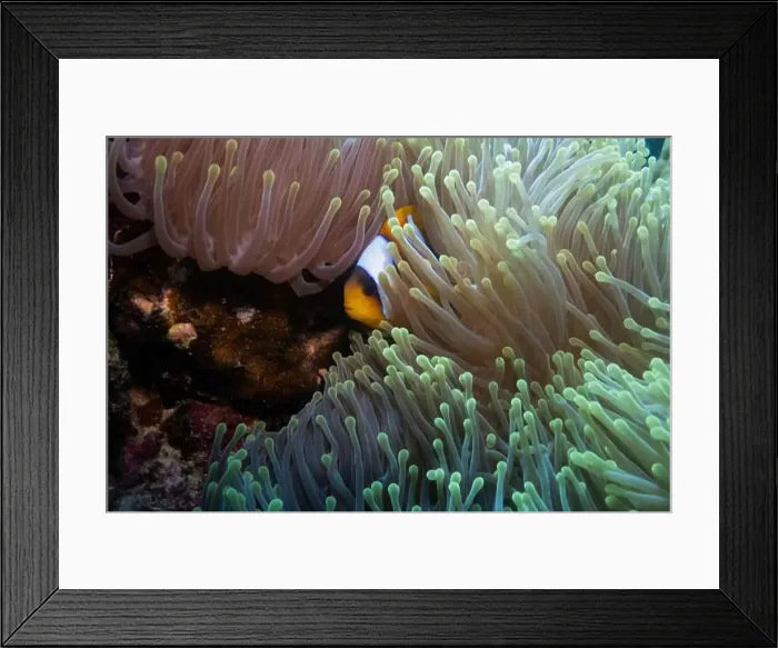Framed Print : Red Sea clownfish in Red Sea near Marsa Alam, Egypt Framed Print : Red Sea clownfish in Red Sea near Marsa Alam, Egypt