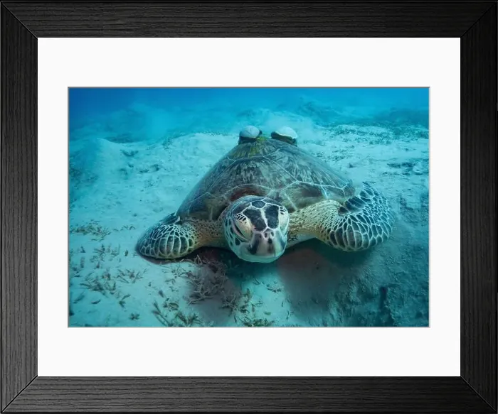 Framed Print : Green sea turtle with white suckerfish in Red Sea near Marsa Alam, Egypt Framed Print : Green sea turtle with white suckerfish in Red Sea near Marsa Alam, Egypt