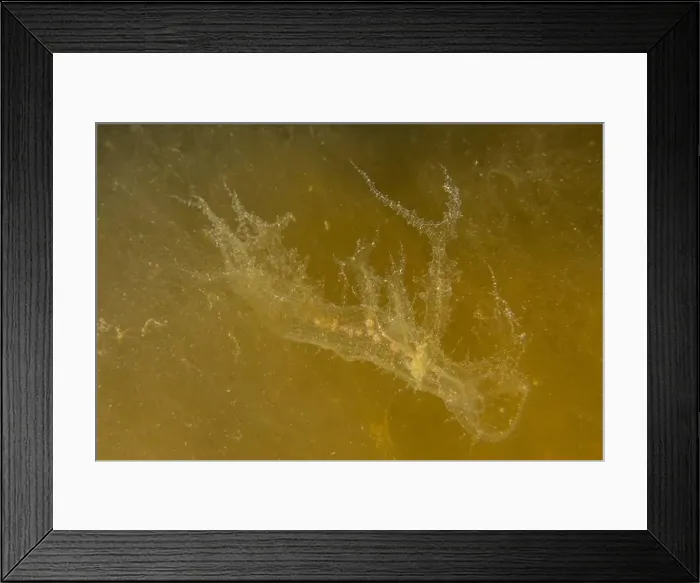 Framed Print : Jellyfish in the Red Sea are colorful and beautiful, Eilat Israel Framed Print : Jellyfish in the Red Sea are colorful and beautiful, Eilat Israel