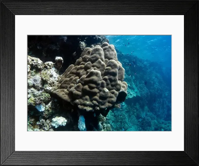 Framed Print : Reefs bleaching and dying, sea warming in Red Sea near Marsa Alam, Egypt Framed Print : Reefs bleaching and dying, sea warming in Red Sea near Marsa Alam, Egypt