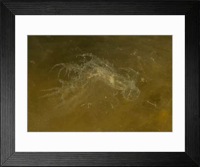 Framed Print : Jellyfish in the Red Sea are colorful and beautiful, Eilat Israel Framed Print : Jellyfish in the Red Sea are colorful and beautiful, Eilat Israel