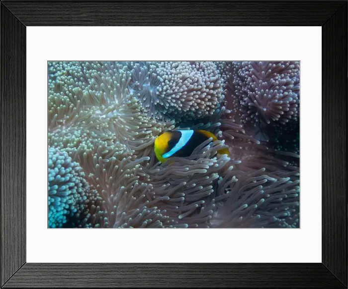 Framed Print : Red Sea clownfish in Red Sea near Marsa Alam, Egypt Framed Print : Red Sea clownfish in Red Sea near Marsa Alam, Egypt