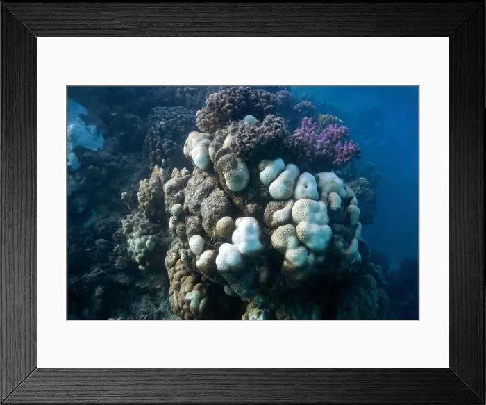 Framed Print : Reefs bleaching and dying, sea warming in Red Sea near Marsa Alam, Egypt Framed Print : Reefs bleaching and dying, sea warming in Red Sea near Marsa Alam, Egypt