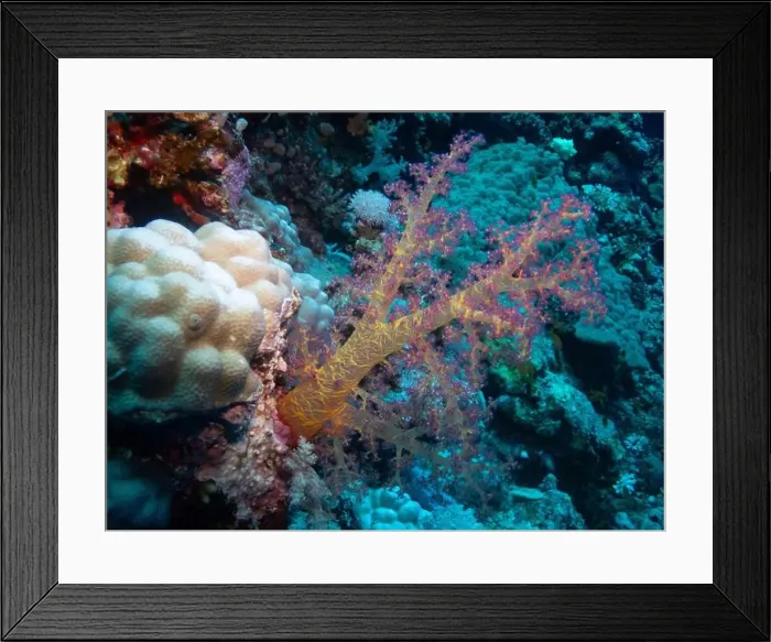 Framed Print : Soft corals on Elphinstone Reef in Red Sea near Marsa Alam, Egypt Framed Print : Soft corals on Elphinstone Reef in Red Sea near Marsa Alam, Egypt