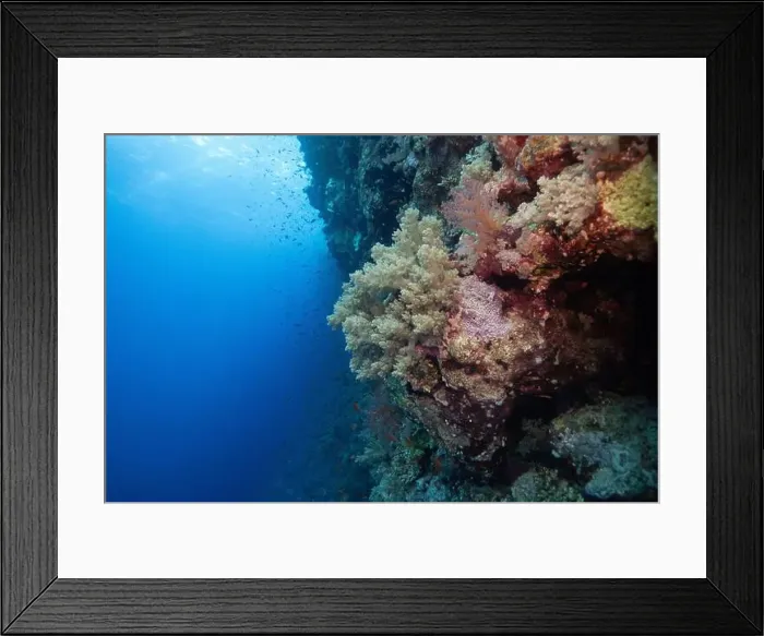 Framed Print : Soft corals on Elphinstone Reef in Red Sea near Marsa Alam, Egypt