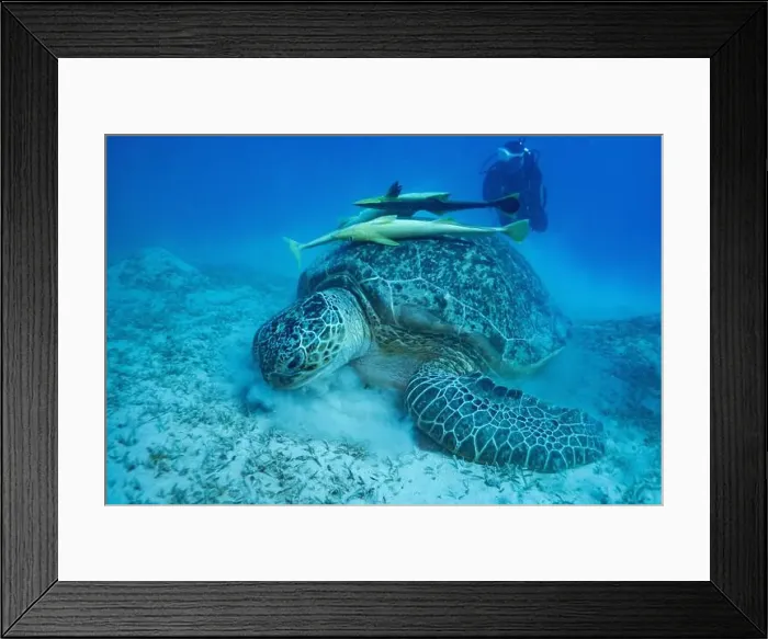 Framed Print : Green sea turtle with white suckerfish in Red Sea near Marsa Alam, Egypt Framed Print : Green sea turtle with white suckerfish in Red Sea near Marsa Alam, Egypt