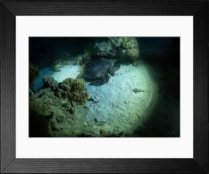 Framed Print : Hawksbill sea turtle feeding on soft coral in Red Sea near Marsa Alam, Egypt Framed Print : Hawksbill sea turtle feeding on soft coral in Red Sea near Marsa Alam, Egypt
