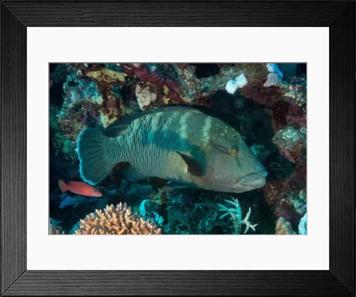 Framed Print : Humphead wrasse in Red Sea near Marsa Alam, Egypt Framed Print : Humphead wrasse in Red Sea near Marsa Alam, Egypt