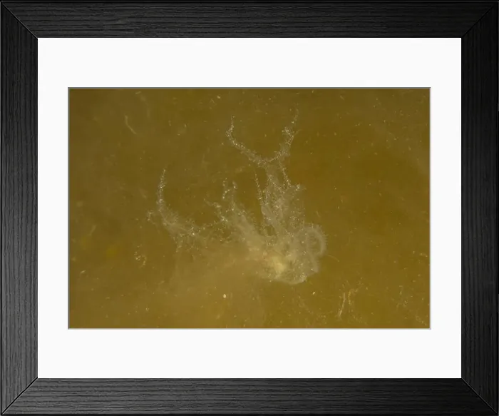 Framed Print : Jellyfish in the Red Sea are colorful and beautiful, Eilat Israel Framed Print : Jellyfish in the Red Sea are colorful and beautiful, Eilat Israel