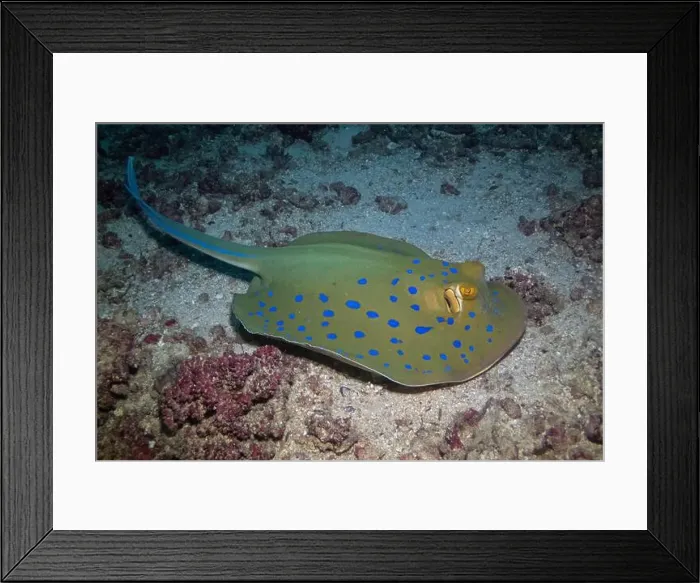 Framed Print : Bluespotted ribbontail ray in Red Sea near Marsa Alam, Egypt Framed Print : Bluespotted ribbontail ray in Red Sea near Marsa Alam, Egypt