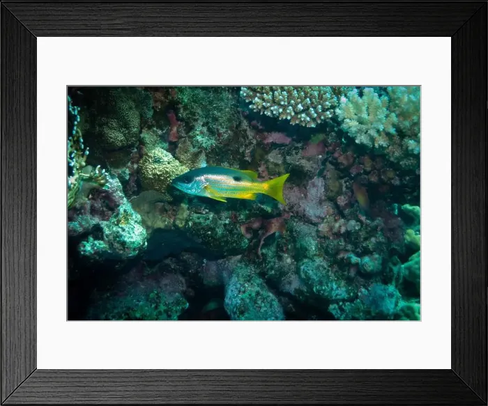 Framed Print : Dory snapper in Red Sea near Marsa Alam, Egypt Framed Print : Dory snapper in Red Sea near Marsa Alam, Egypt