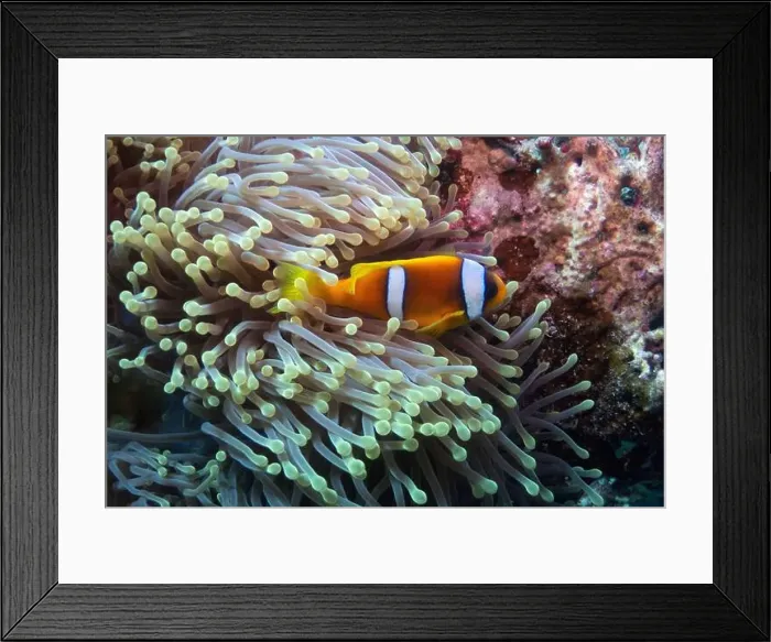 Framed Print : Red Sea clownfish in Red Sea near Marsa Alam, Egypt Framed Print : Red Sea clownfish in Red Sea near Marsa Alam, Egypt